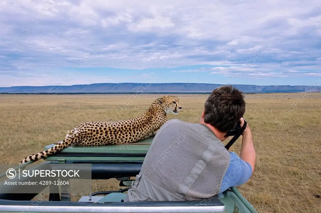 Man photographing Cheetah on roof of vehicle