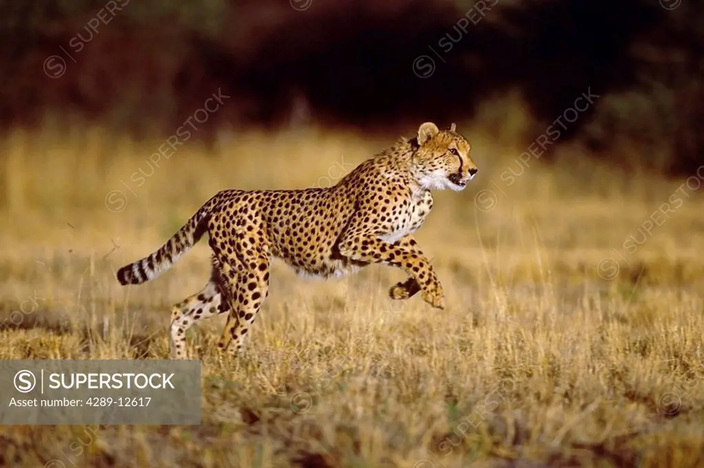 Running Cheetah Africa