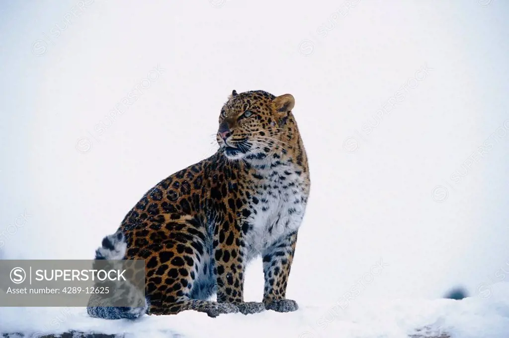 Amur Leopard sitting in snow