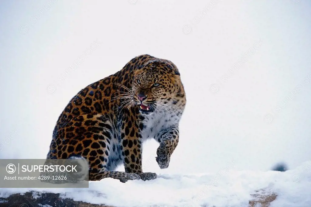 Amur Leopard sitting in snow