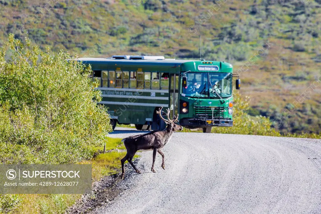 A Caribou walks across the Park Road in front of a park shuttle bus in Denali National Park, Interior Alaska, Summer.