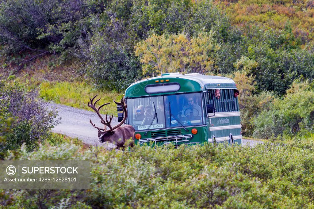 A park shuttle bus follows a large male caribou on the park road in Denali National Park, Interior Alaska, Summer, USA.