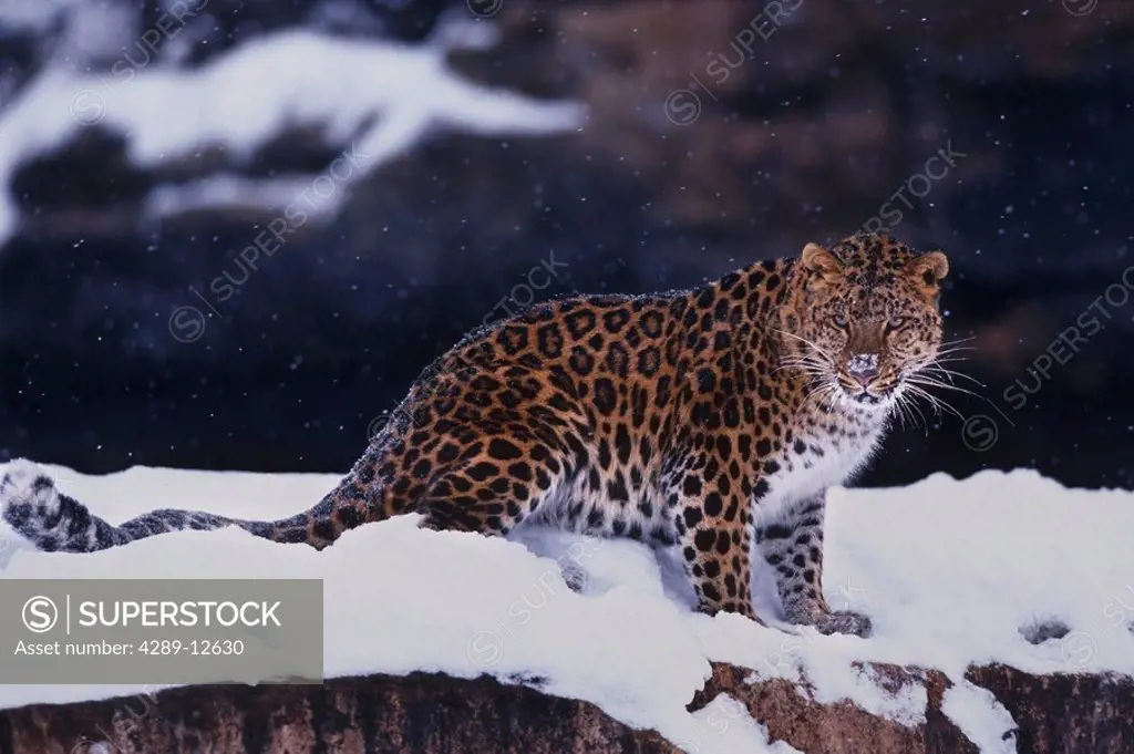 Amur Leopard standing in snow