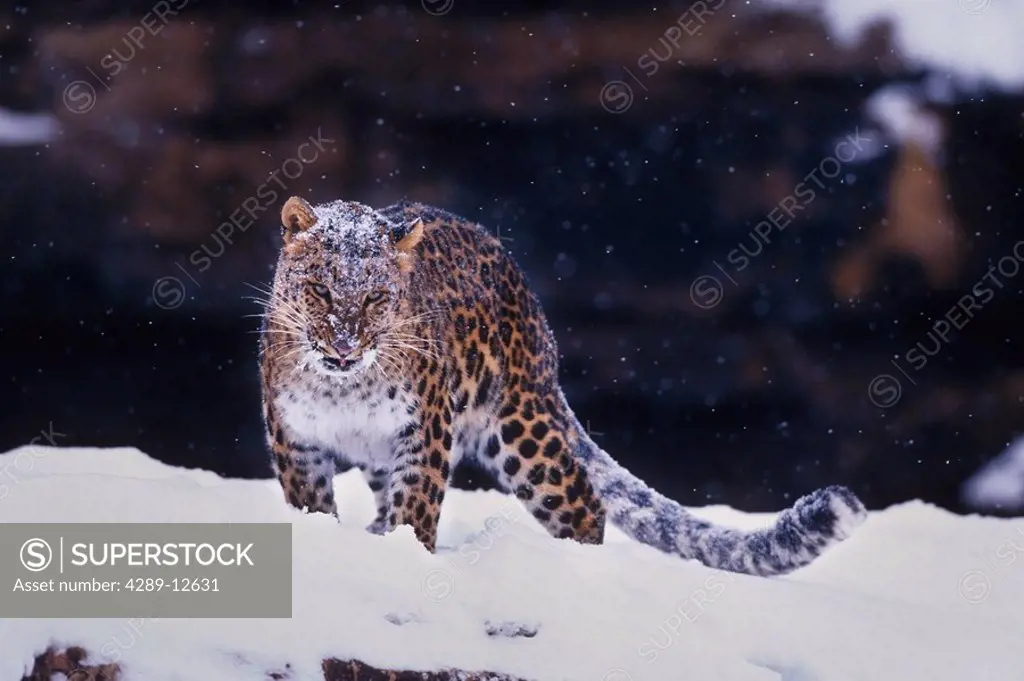 Amur Leopard standing in snow