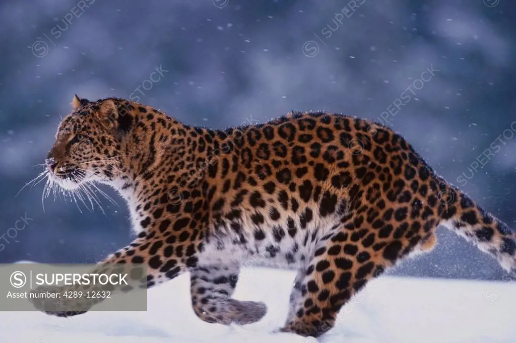 Amur Leopard running in snow