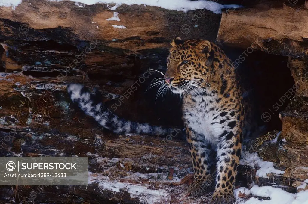 Amur Leopard next to snowy rock face