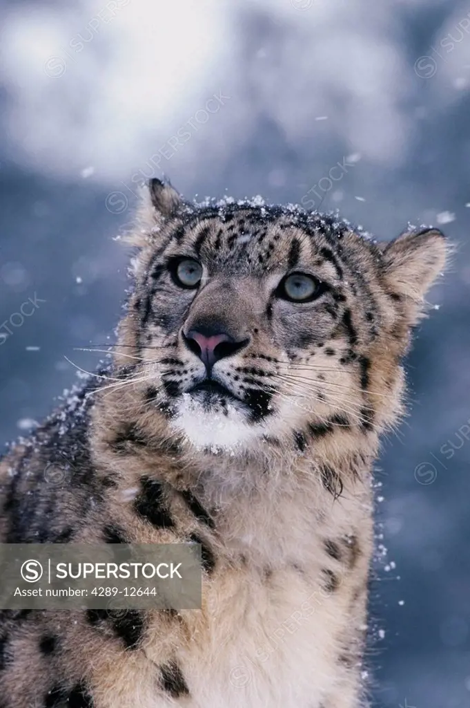 Close Up of Snow Leopard