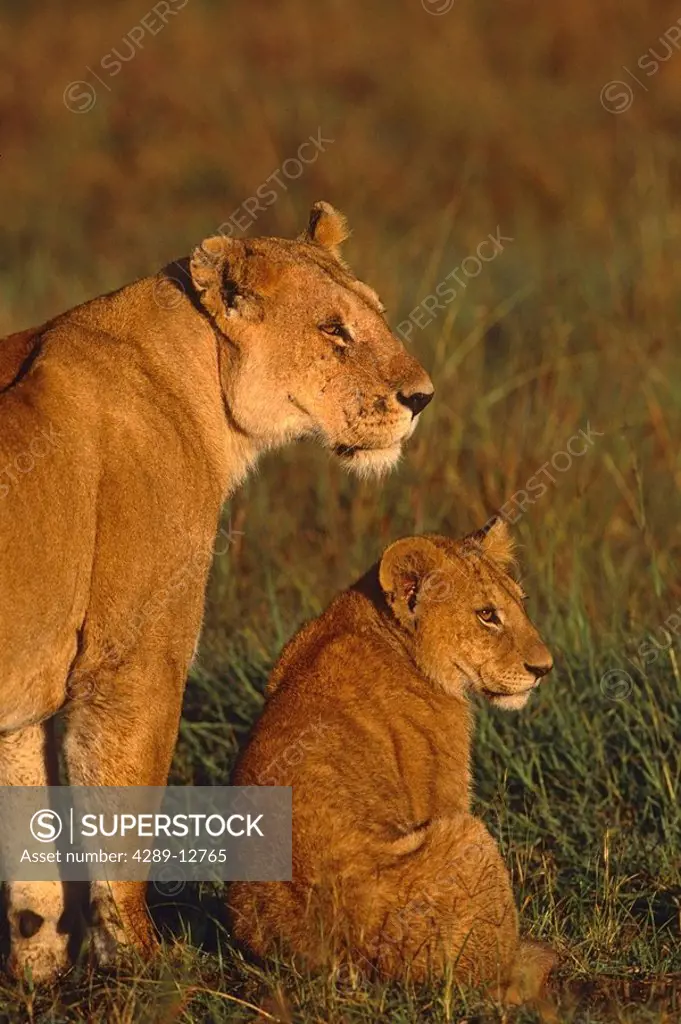 Profile portrait of Lioness & young cub in evening light Masai Mara Kenya Africa