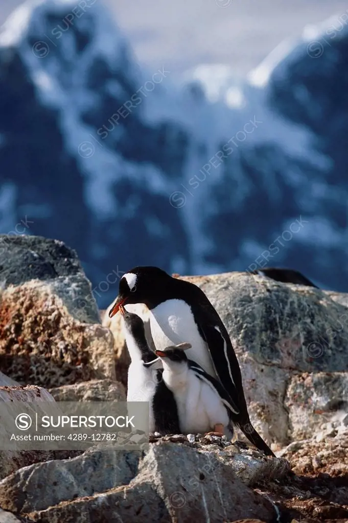Gentoo Penguin w/chicks on rocks Antarctica Summer