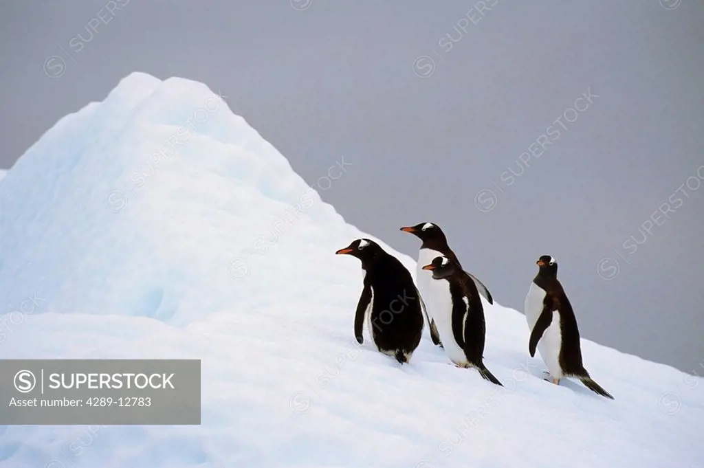Gentoo Penguins atop iceberg Antarctica Summer