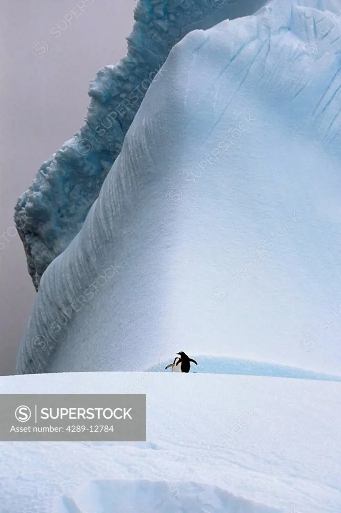 Pair of Gentoo Penguins on huge iceberg Antarctica Summer
