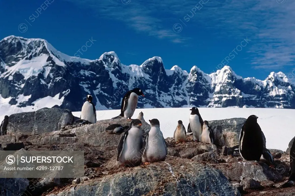 Adult & young Gentoo Penguins together on rocks Antarctica Summer