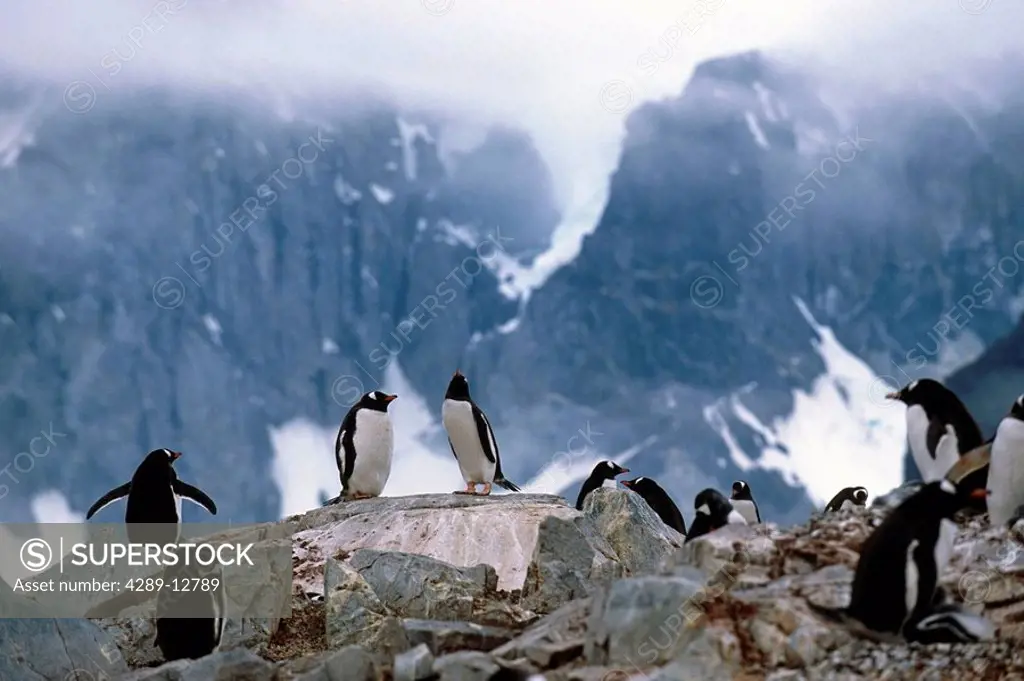 Group of Gentoo penguins sitting on rocks Antarctica Summer