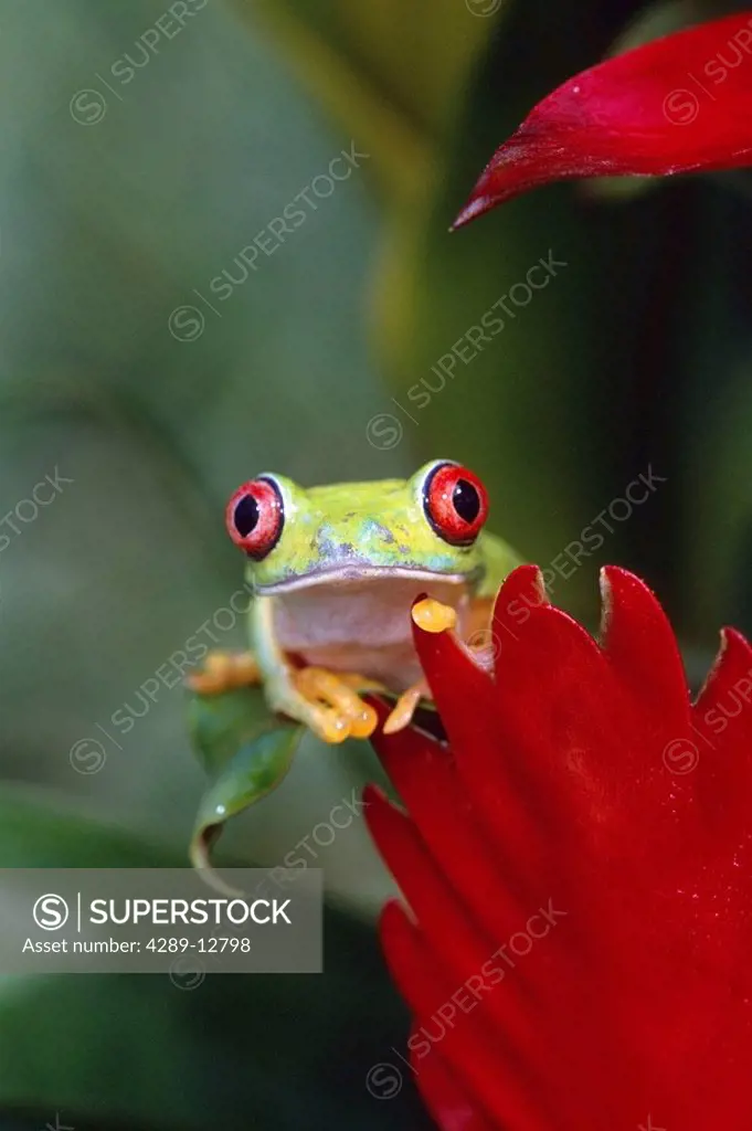 Red_eyed Tree Frog clinging to leaf in rainforest Costa Rica Summer