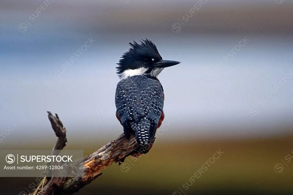 Ringed Kingfisher perched on tree branch Tierra Del Fuego Angentina Summer