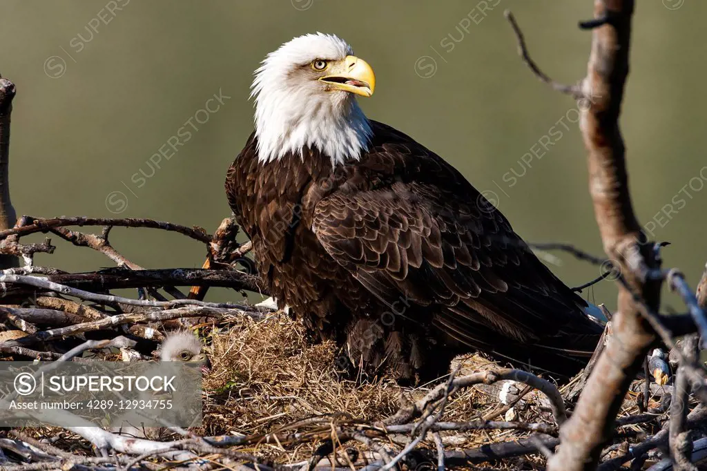 Close up of a Bald Eagle with chicks nesting, Yukon Territory, Canada,