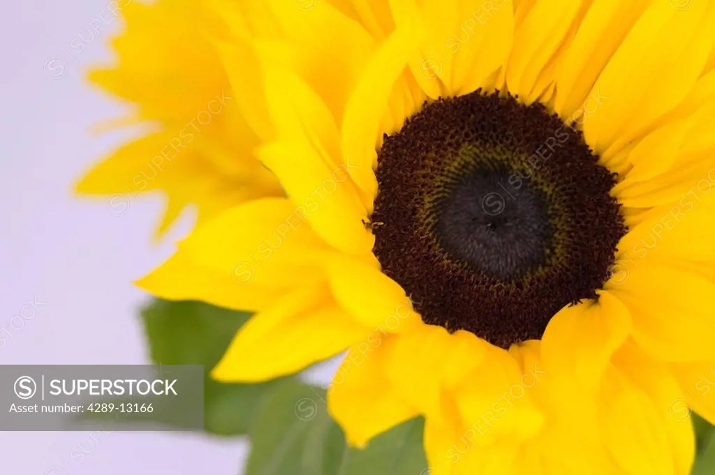 Close up of a Sunflower.