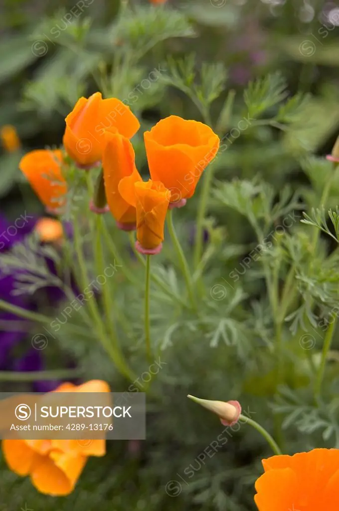 Close up of California Poppies growing in a garden. Anchorage, Alaska. USA