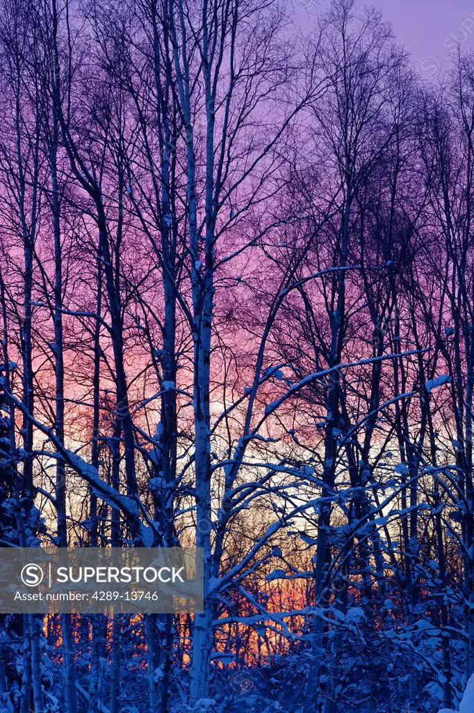 Sunset glow behind a birch forest in Russian Jack Springs Park, Anchorage, Southcentral Alaska, Winter