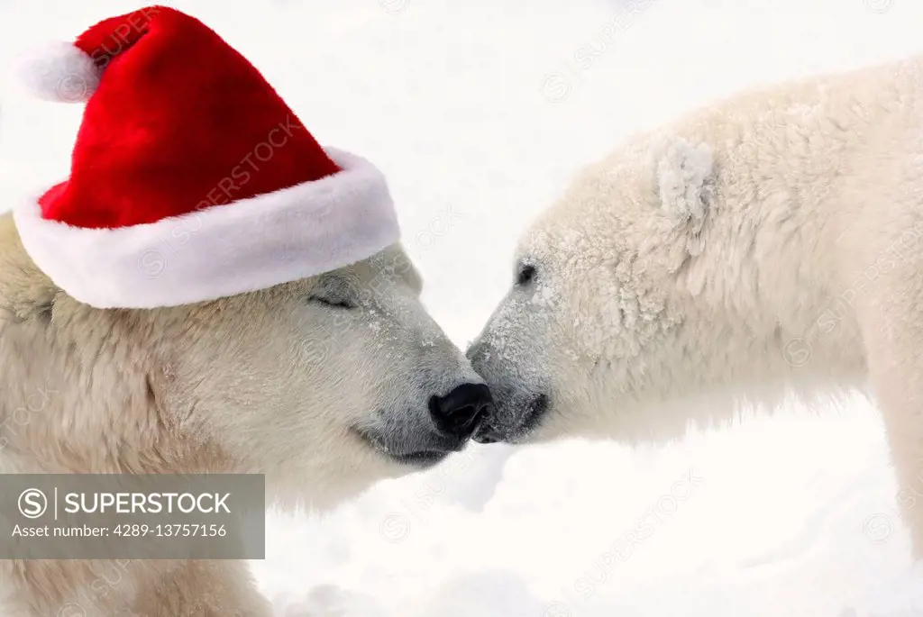 COMPOSITE: Two polar bears touching noses while one is wearing a santa hat, Churchill, Manitoba, Canada