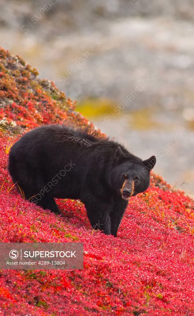 Black bear foraging for berries on a bright red patch of tundra near the Harding Ice field Trail at Exit Glacier, Kenai Fjords National Park, Southcen...