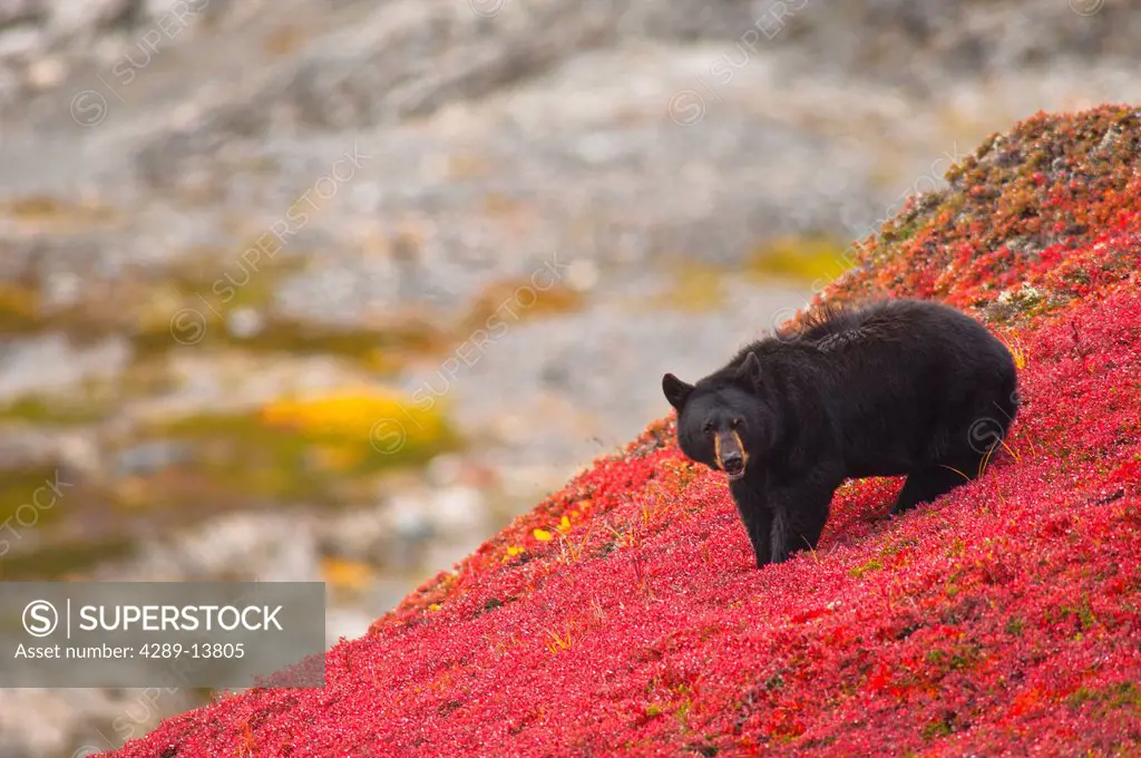 Black bear foraging for berries on a bright red patch of tundra near the Harding Ice field Trail at Exit Glacier, Kenai Fjords National Park, Southcen...