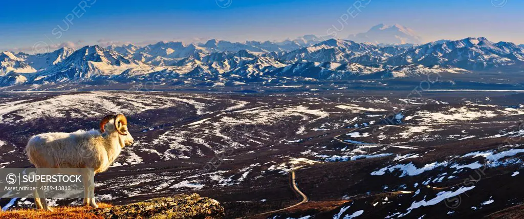 Panoramic view of a Dall sheep ram standing on Mt. Margaret with the Park Road, Mt. McKinley and the Alaska Range in the background, Denali National P...