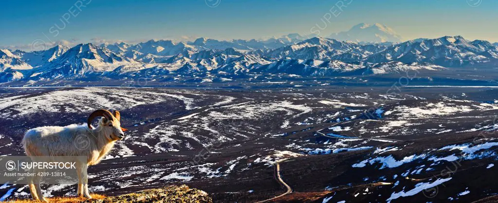 Panoramic view of a Dall sheep ram standing on Mt. Margaret with the Park Road, Mt. McKinley and the Alaska Range in the background, Denali National P...