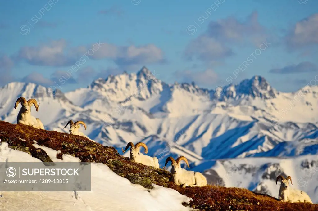 Band of Dall sheep rams resting on Mt. Margaret with the Alaska Range and Fang Mountain in the background in Denali National Park and Preserve, Interi...