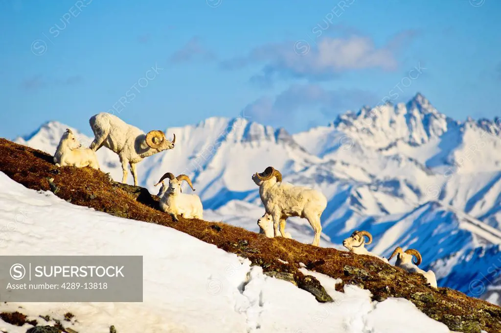 Band of Dall sheep rams on Mt. Margaret with the Alaska Range and Fang Mountain in the background in Denali National Park and Preserve, Interior Alask...
