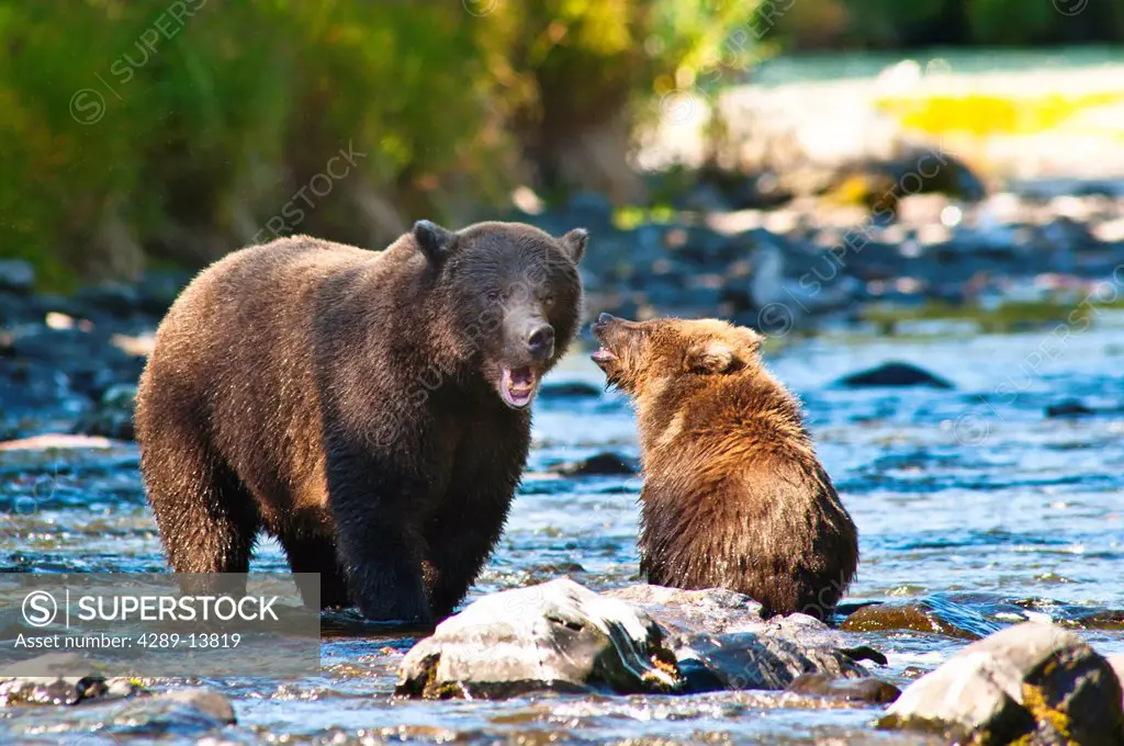 Brown bear cub plays with its mother at the Russian River, Kenai Peninsula, Southcentral Alaska