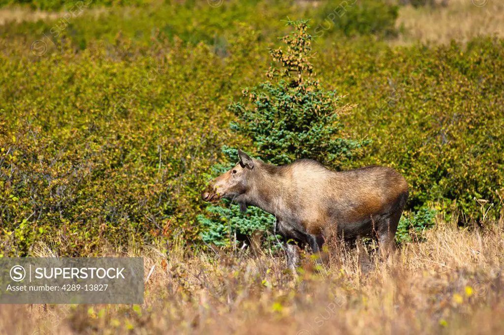 Moose cow standing in thick brush near Powerline Pass in the Chugach State Park, near Anchorage in Southcentral Alaska, on a sunny fall day.