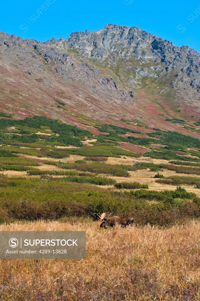 Large bull moose standing in thick brush near Powerline Pass in the Chugach State Park, near Anchorage in Southcentral Alaska, on a sunny fall day.