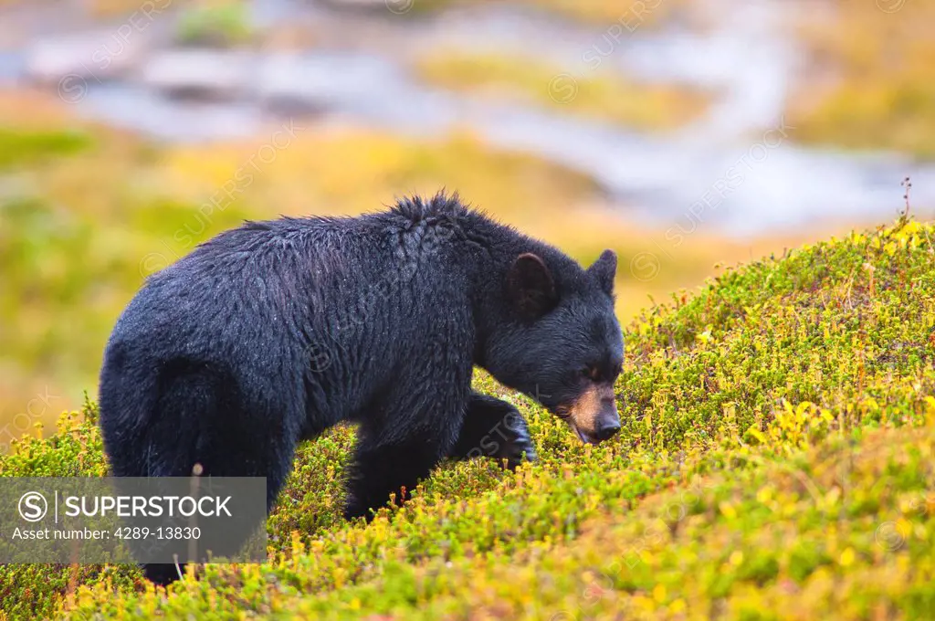 A Black Bear is feeding on berries on a hill side near the Harding Ice field trail at Exit Glacier in Kenai Fjords National Park, Southcentral Alaska,...