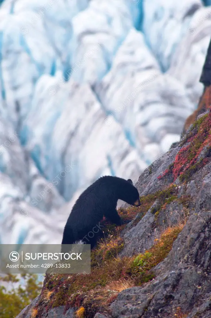 A Black Bear is feeding on berries steep cliff near the Harding Ice field trail at Exit Glacier in Kenai Fjords National Park, Southcentral Alaska, Au...