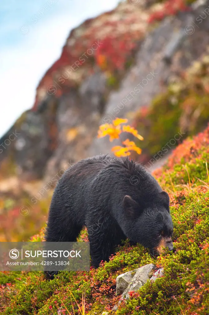 A Black Bear is feeding on berries on a hill side near the Harding Ice field trail at Exit Glacier in Kenai Fjords National Park, Southcentral Alaska,...