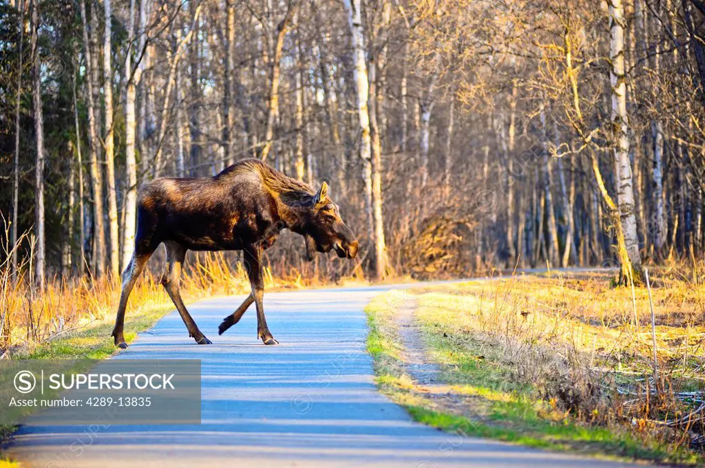 A bull moose crosses the Tony Knowels Coastal Trail in Kincaid Park, Anchorage, Southcentral Alaska, Spring