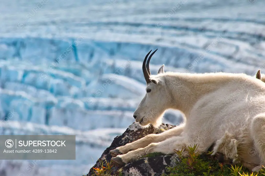 Close up of a female Mountain Goat lying on a hillside with Exit Glacier in the background, Southcentral Alaska, Summer