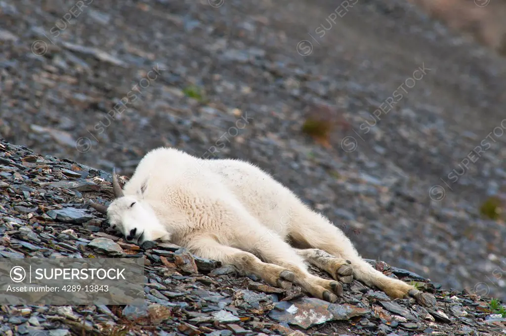 A young Mountain goat billy is resting on a hillside near the Harding Ice field Trail at Exit Glacier in Kenai Fjords National Park in Southcentral Al...