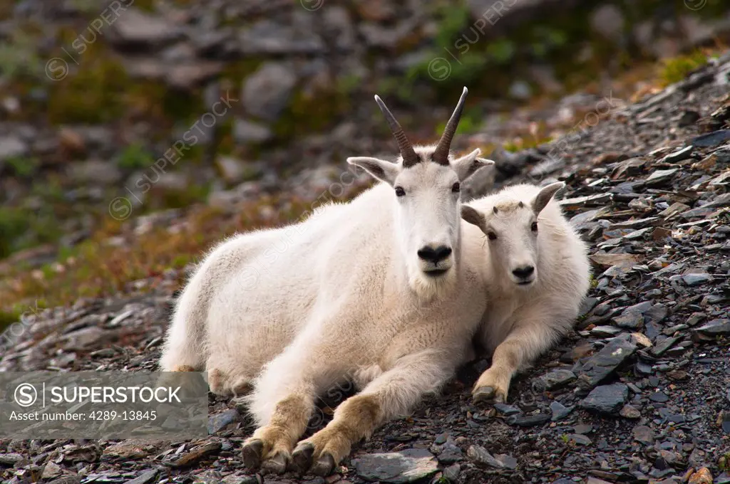 A mountain goat nanny and her kid are resting on a hillside near the Harding Ice field Trail at Exit Glacier in Kenai Fjords National Park in Southcen...