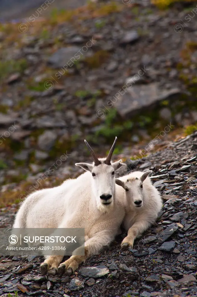 A mountain goat nanny and her kid are resting on a hillside near the Harding Ice field Trail at Exit Glacier in Kenai Fjords National Park in Southcen...