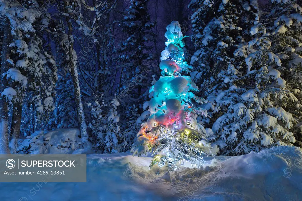Snow covered lit Christmas tree on the edge of a forest at dusk, Anchorage, Alaska, Winter