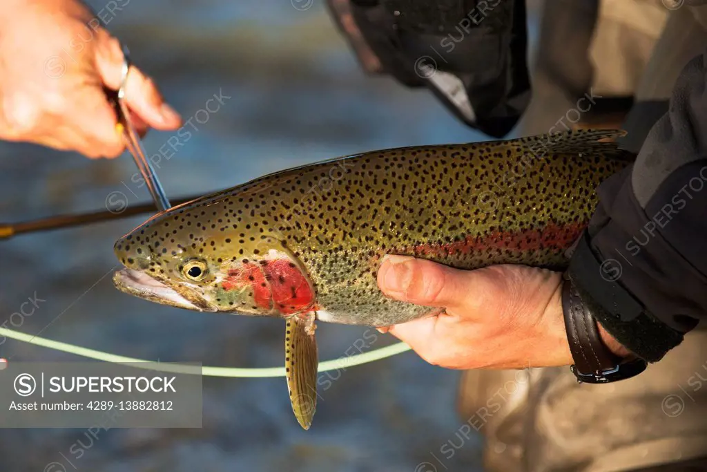 angler removes a fishing hook from the mouth of a Rainbow Trout