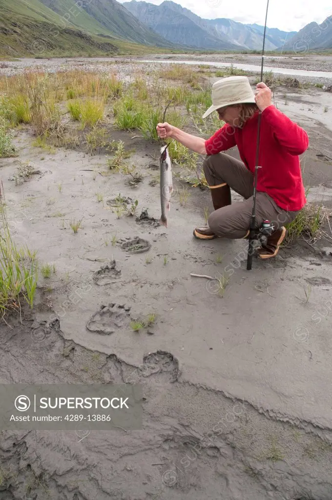 Woman with fishing pole and Dolly Varden Char kneels to examine Grizzly bear tracks in mud along the Canning River in the Brooks Range, Arctic Nationa...