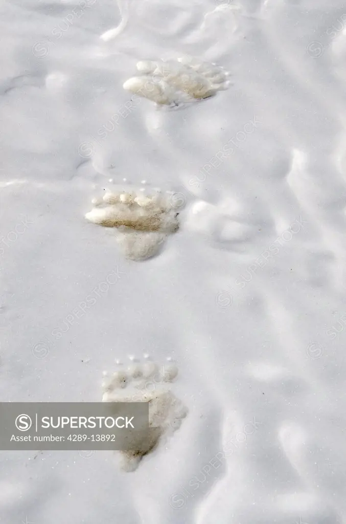 Grizzly Bear tracks in snow near Savage River, Denali National Park & Preserve, Interior Alaska, Spring