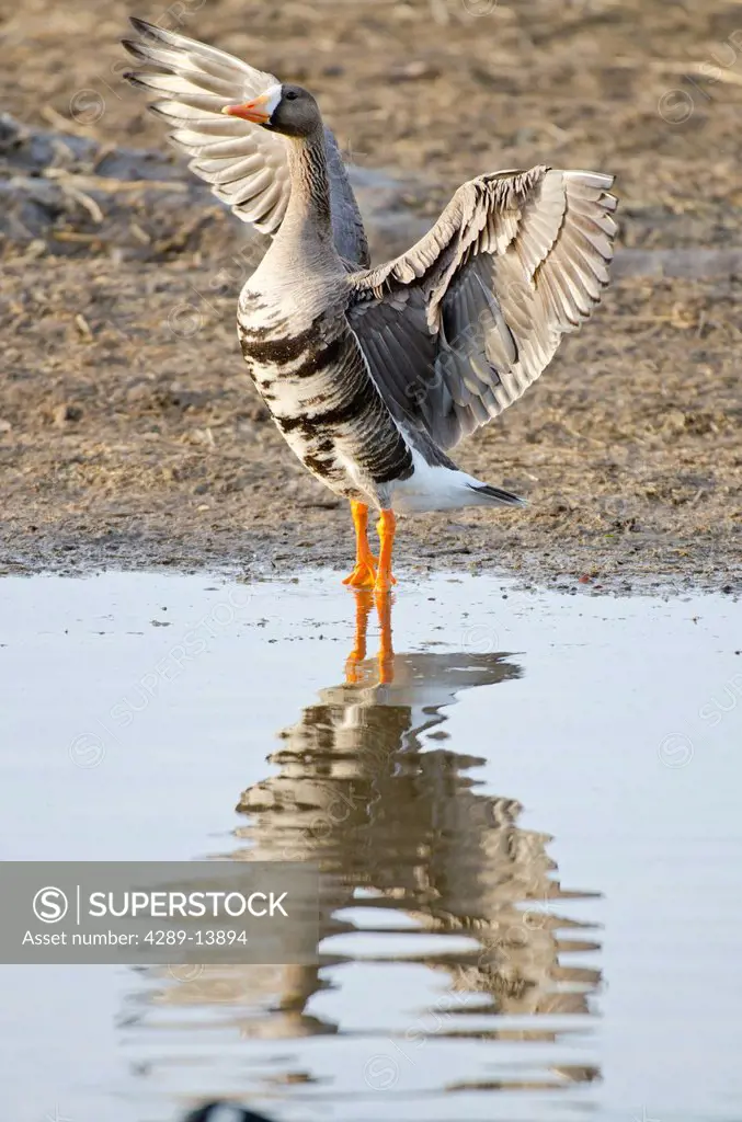 Greater White_fronted Goose stretches its wings at the edge of a pond, Creamer´s Field Migratory Waterfowl Refuge, Fairbanks, Interior Alaska, Spring