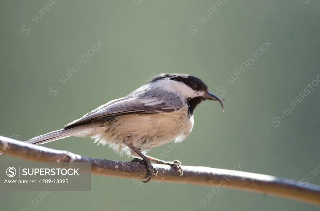 Black_capped Chickadee with an overgrown, deformed bill is perched on a branch, Fairbanks, Interior Alaska, Spring