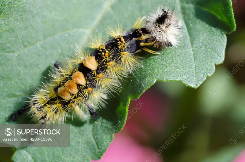 Close up of a Rusty Tussock Moth caterpillar on a leaf, Fairbanks, Interior Alaska, Summer