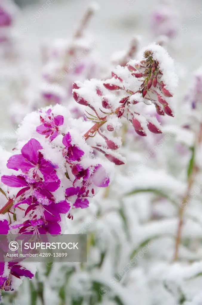 Fireweed flowers covered by late summer snowstorm, Sable Pass, Denali National Park & Preserve, Interior Alaska