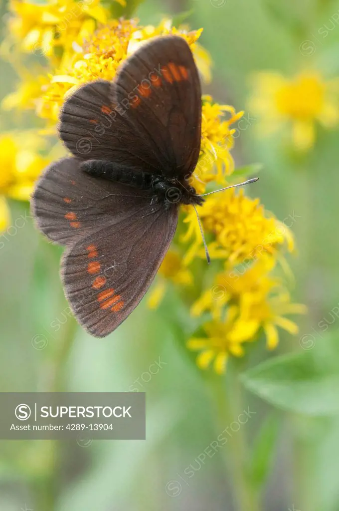 Theano Alpine butterfly with wings open perched on a Northern Goldenrod flower, Denali National Park & Preserve, Interior Alaska, Summer